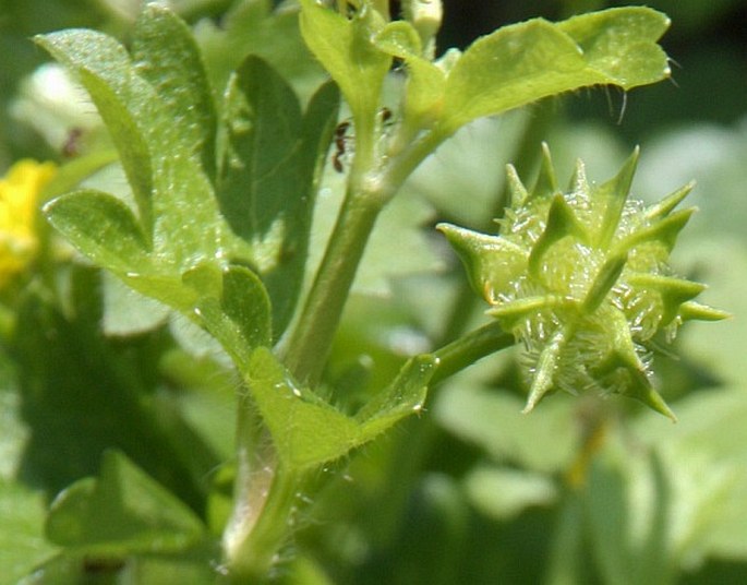 Ranunculus muricatus