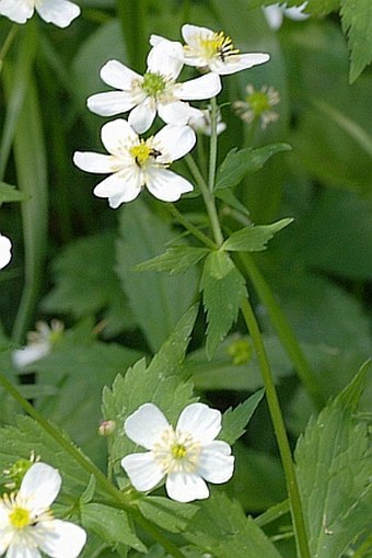 Ranunculus aconitifolius