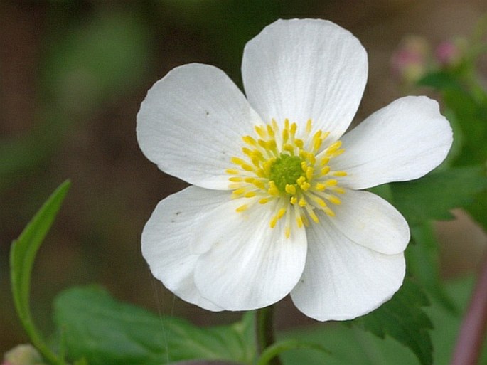 Ranunculus aconitifolius