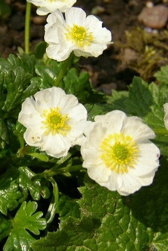 Ranunculus alpestris