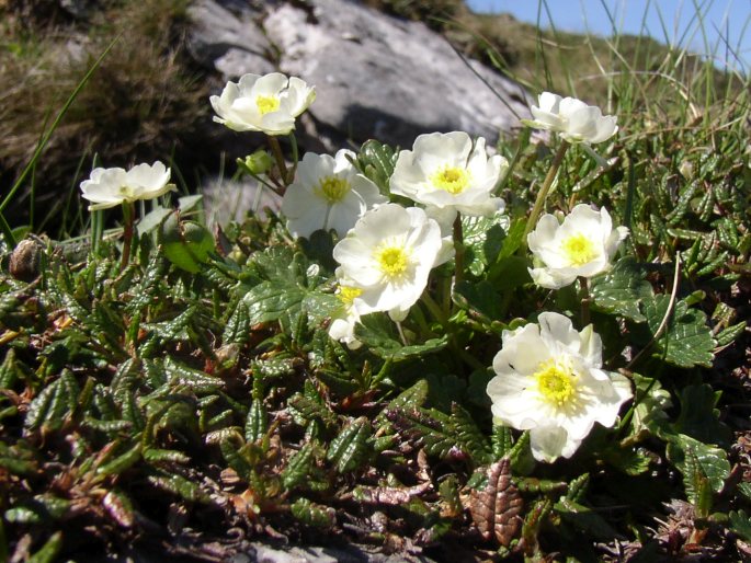 Ranunculus alpestris