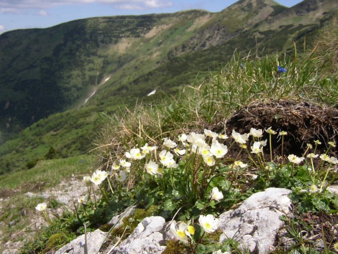 Ranunculus alpestris