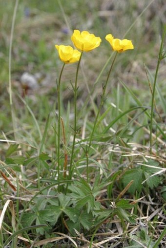 Ranunculus breyninus