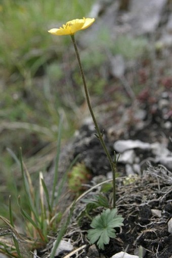 Ranunculus breyninus