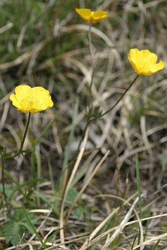 Ranunculus breyninus