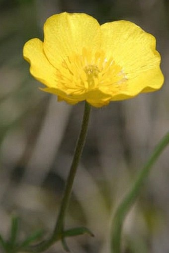 Ranunculus breyninus