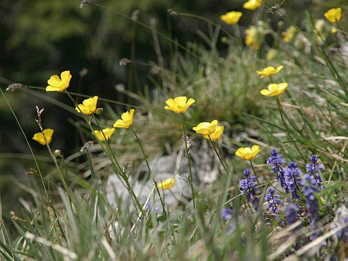 Ranunculus breyninus