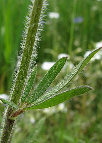 Ranunculus bulbosus