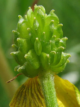 Ranunculus bulbosus