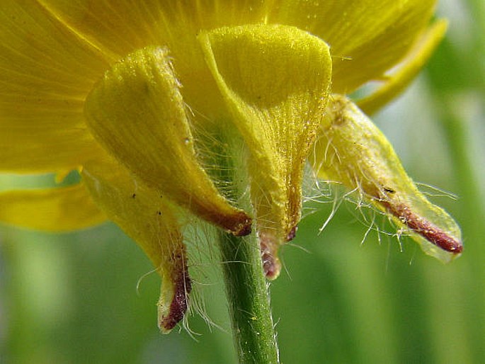 Ranunculus bulbosus