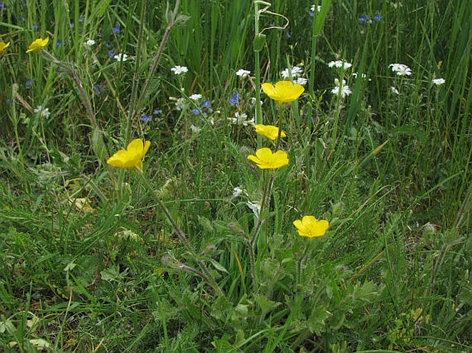 Ranunculus bulbosus