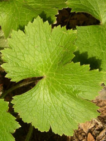 Ranunculus cortusifolius