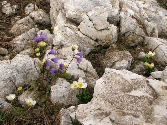 Ranunculus crenatus