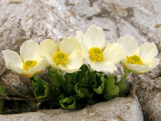 Ranunculus crenatus