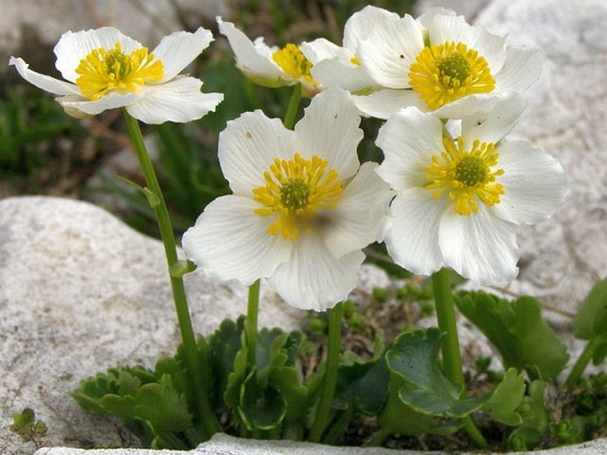 Ranunculus crenatus