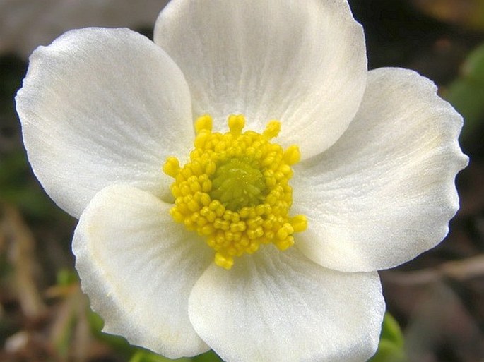 Ranunculus crenatus