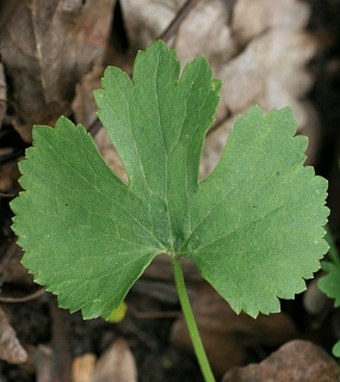 Ranunculus fallax