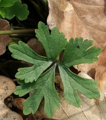 Ranunculus fallax