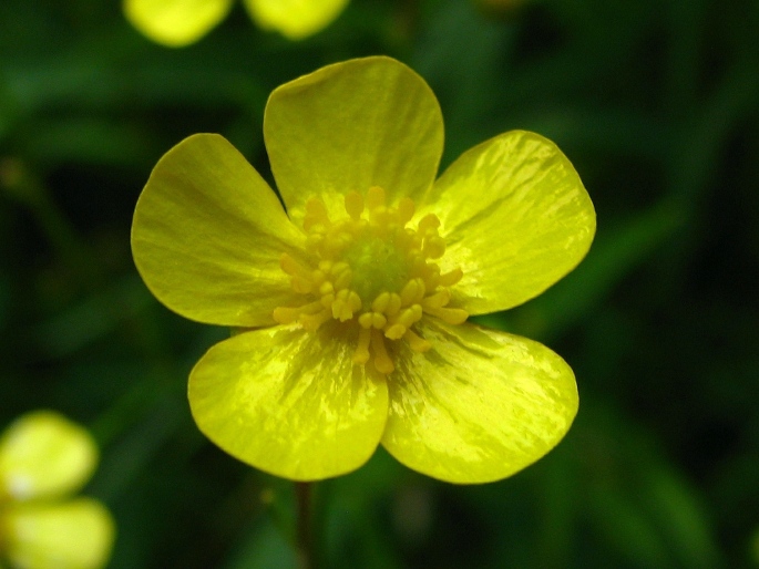 Ranunculus flammula