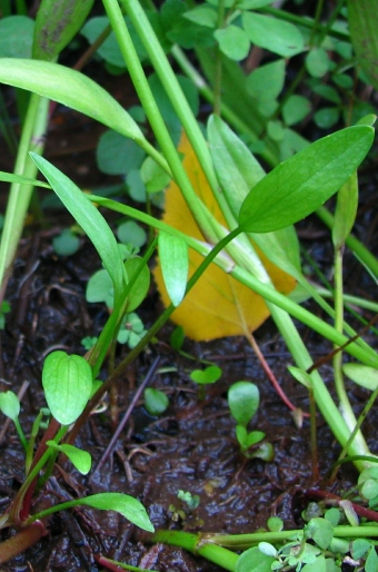 Ranunculus flammula