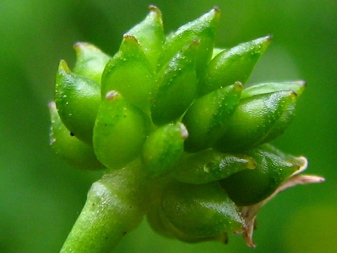 Ranunculus flammula