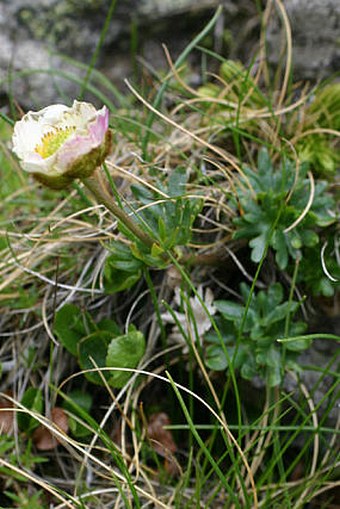 Ranunculus glacialis