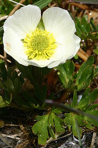 Ranunculus glacialis