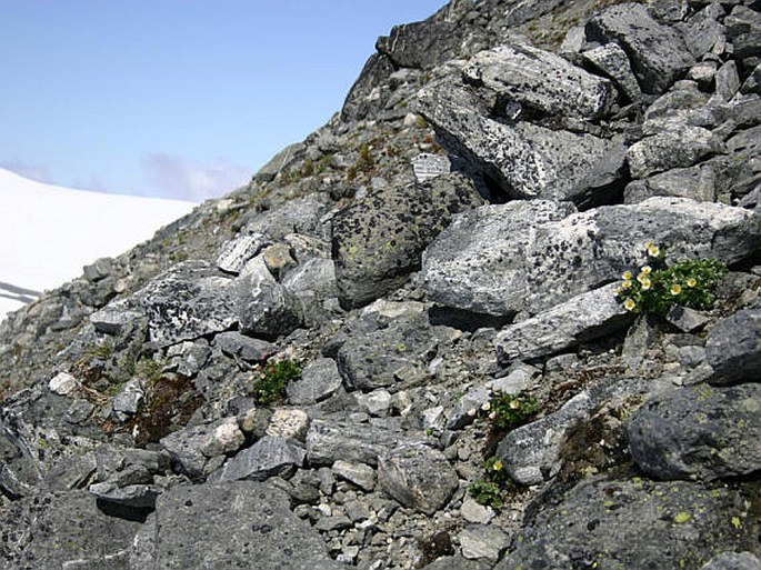 Ranunculus glacialis