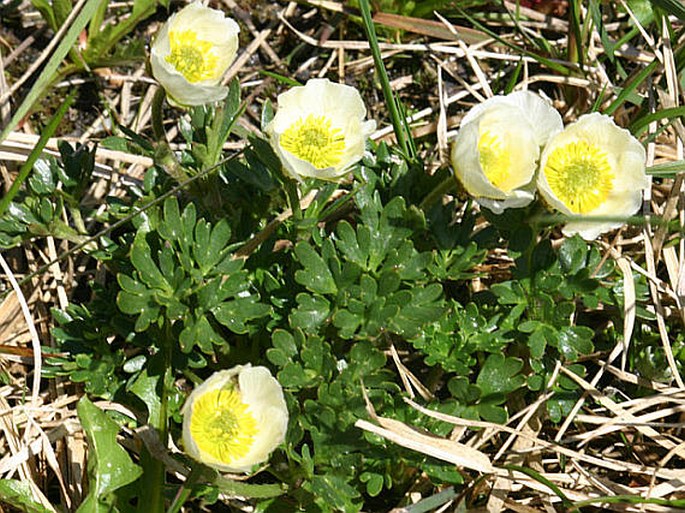 Ranunculus glacialis