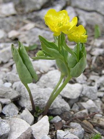 Ranunculus hybridus