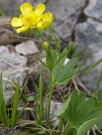 Ranunculus hybridus