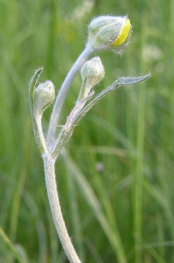 Ranunculus illyricus