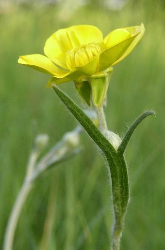 Ranunculus illyricus