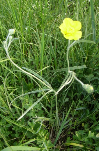 Ranunculus illyricus