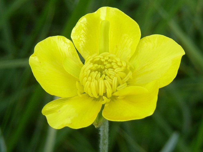 RANUNCULUS ILLYRICUS L. – pryskyřník ilyrský / iskerník ilýrsky