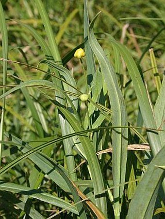 Ranunculus lingua