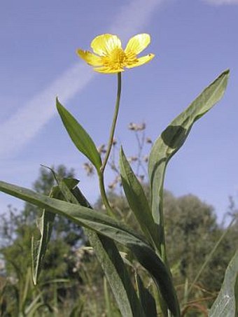 Ranunculus lingua