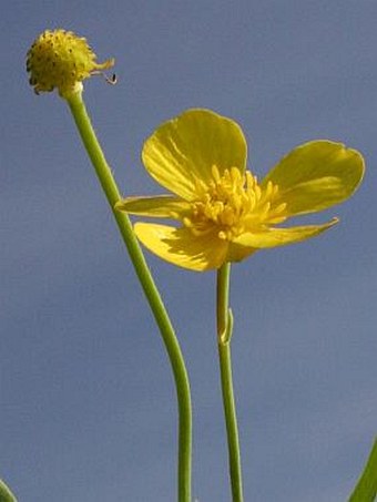 Ranunculus lingua