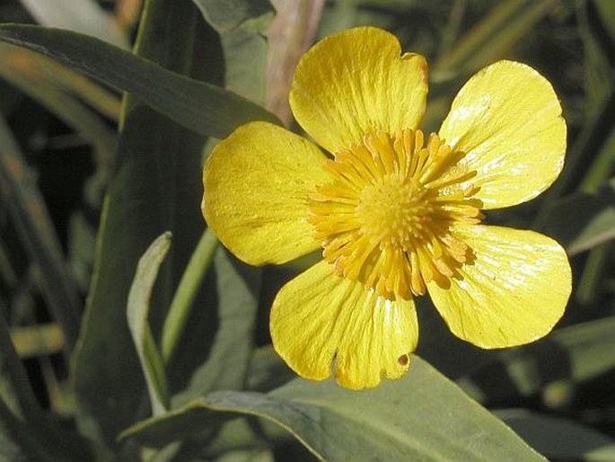 RANUNCULUS LINGUA L. – pryskyřník velký / iskerník veľký