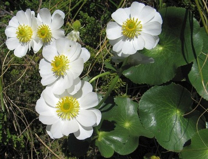 Ranunculus lyallii