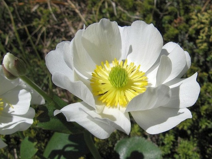 RANUNCULUS LYALLII (A. Gray) Rydb. - pryskyřník / iskerník