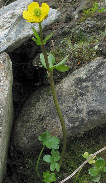 Ranunculus nivalis