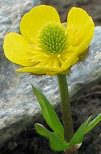 Ranunculus nivalis