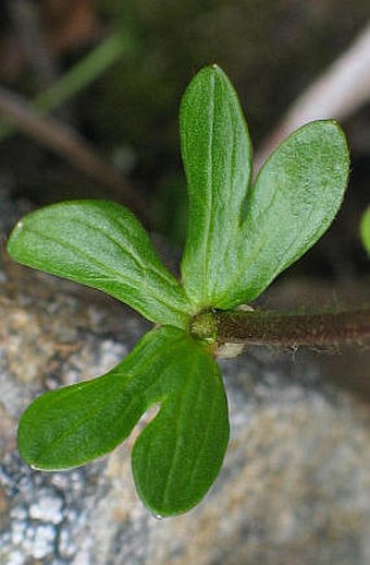 Ranunculus nivalis