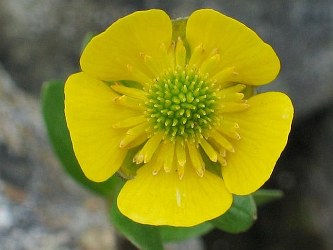 RANUNCULUS NIVALIS L. - pryskyřník sněžný / iskerník