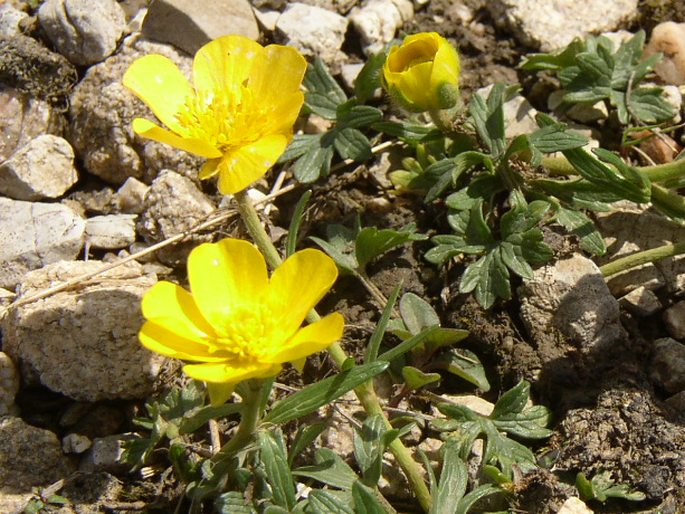 Ranunculus pseudomontanus