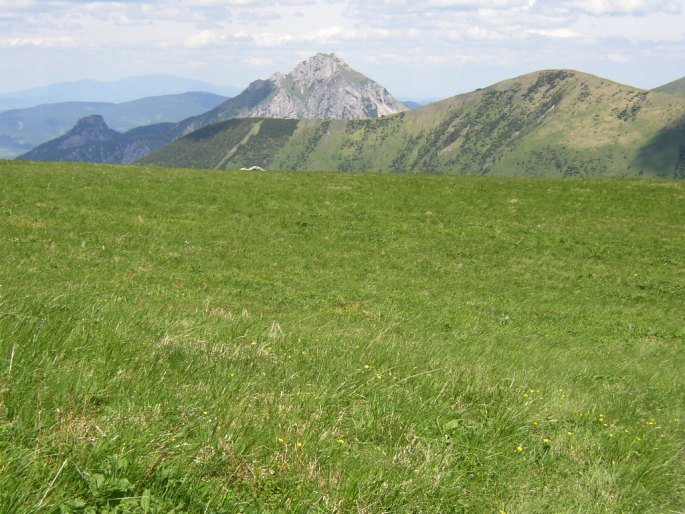 Ranunculus pseudomontanus