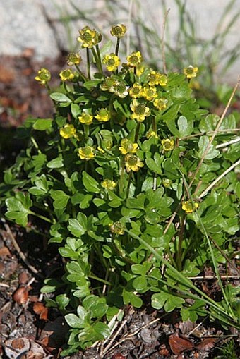 Ranunculus pygmaeus