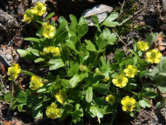 RANUNCULUS PYGMAEUS Wahlenb. - pryskyřník trpasličí / iskerník trpasličí