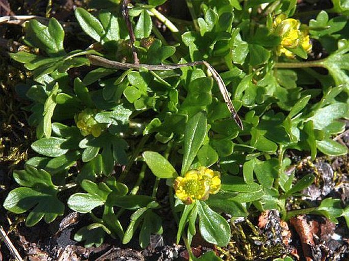 Ranunculus pygmaeus